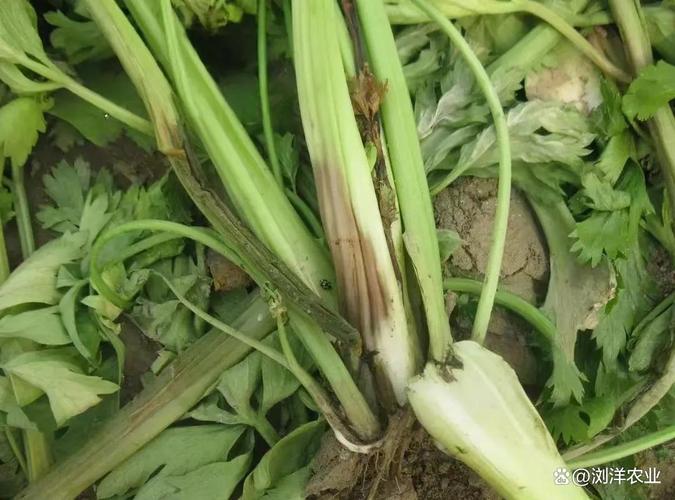 防治细菌病害三大类农药:铜制剂,噻唑类,抗生素如何正确选择?